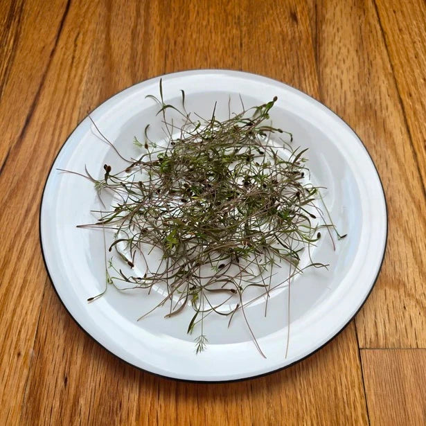 Dill Microgreens Seeds