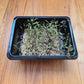 Dill Microgreens Seeds
