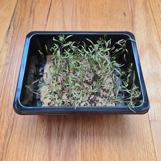 Dill Microgreens Seeds