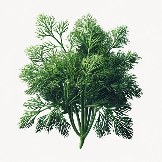 Dill (Ella) Seeds (4x)