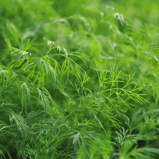 Hera Dill Seeds