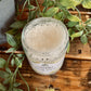 Gardenia Sugar Scrub