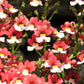 50 RED & WHITE NEMESIA Strumosa Danish Flag Fragrant Bicolor Flower Seeds