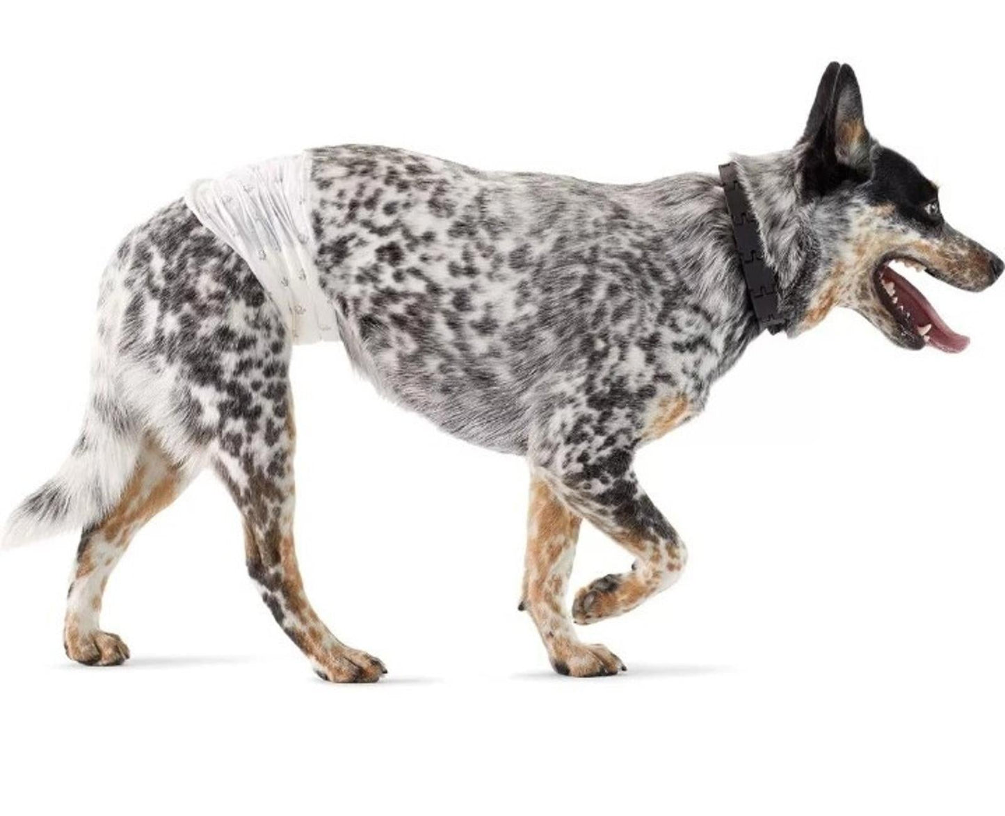 Male Dog Wraps, Disposable - Small Pack of 50 Wraps
