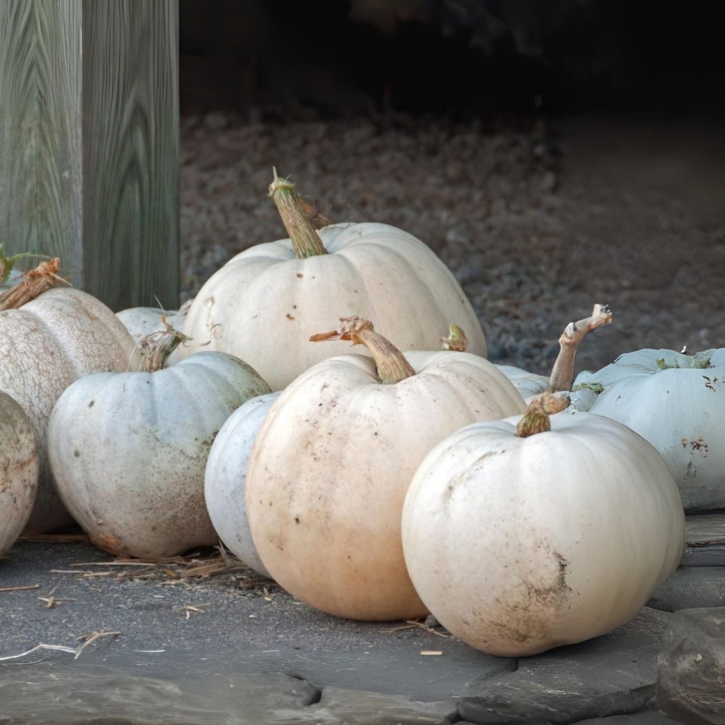White Pumpkin Seeds for Planting - Casper The Ghost Variety - 5 Pounds - Perfect for Halloween Decor and Home Gardens