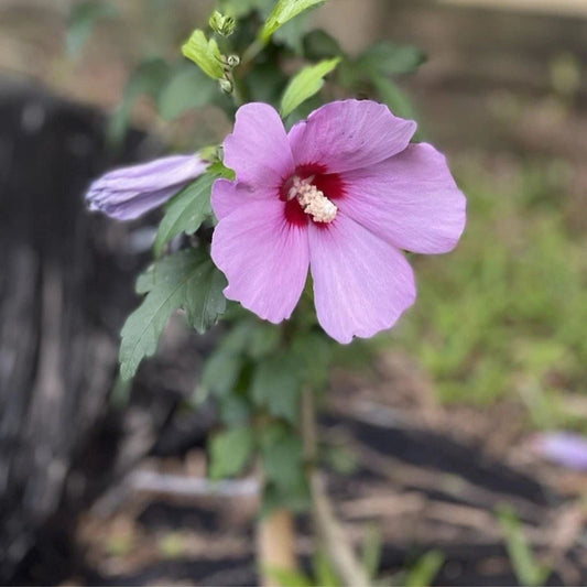 Fresh Purple Rose of Sharon Seeds - 100 Count - Hibiscus syriacus 'Aphrodite' - Flowering Shrub Seeds for Garden