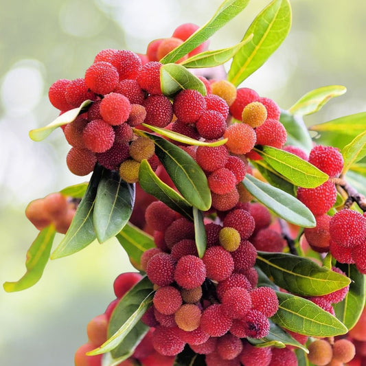Yumberry Tree Seeds (10 Seeds) - Yang-mei Tree, Myrica rubra, Exotic Fruit Planting Seeds