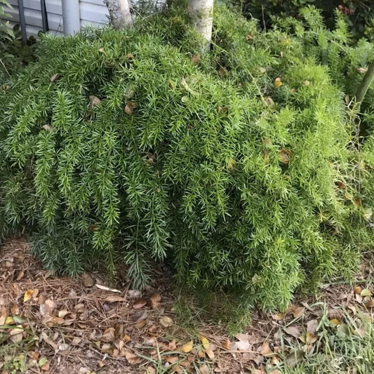 Ornamental Asparagus Fern Seeds - 10 Large Sprengeri Trailing Houseplant Seeds - Perfect for Home Decor
