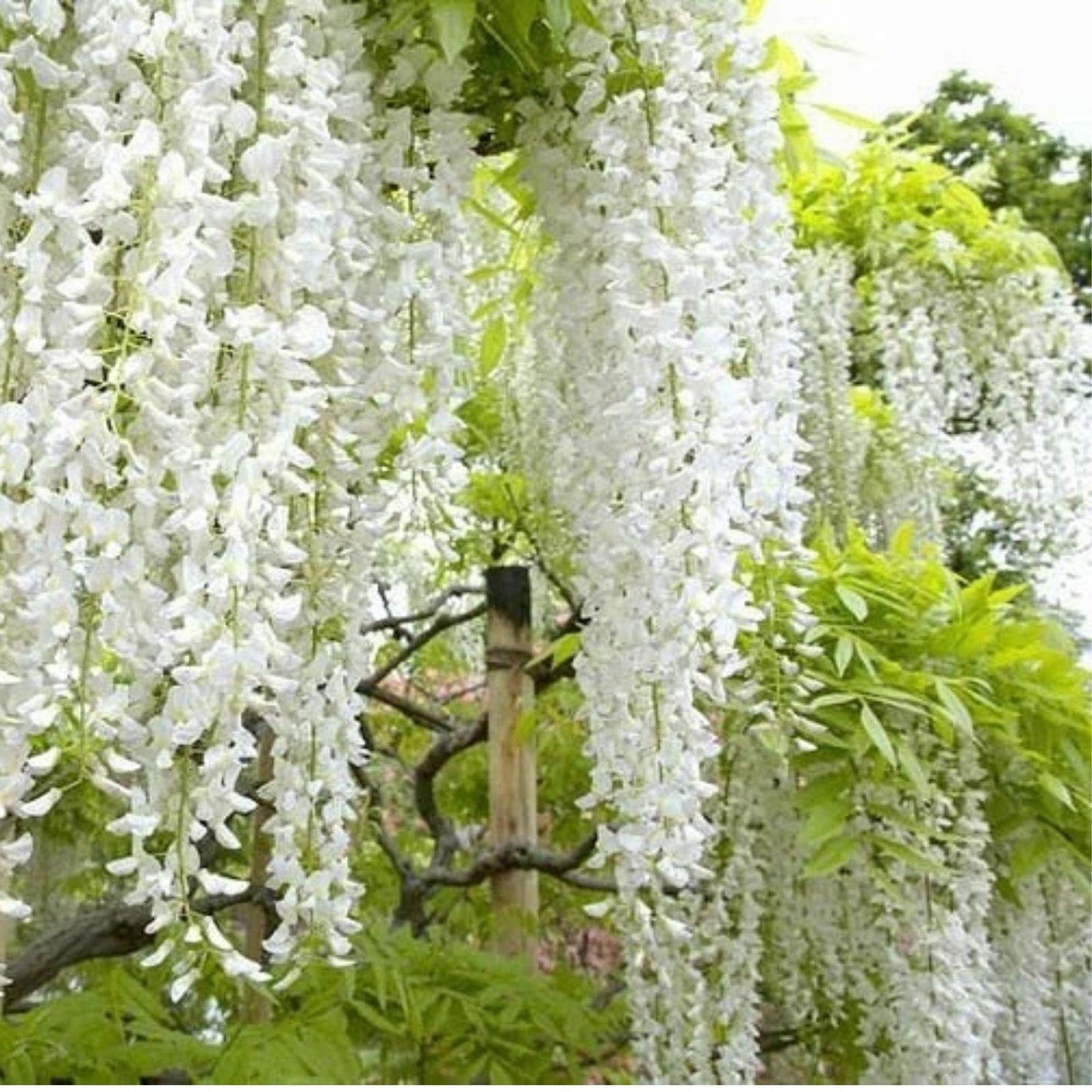 White Wisteria Bonsai Tree Seeds - 5 Pack - Wisteria sinensis Alba - Rare Flowering Plant Seeds for Garden
