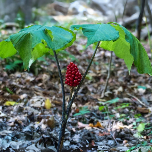 Wild American Ginseng Seeds 30 Pack - Panax quinquefolius - Heirloom Planting Seeds for Medicinal Herb Garden