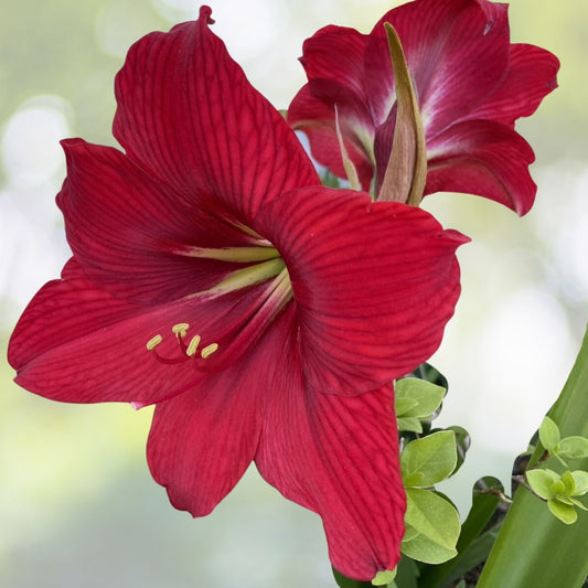50+ Seeds Red Giant Amaryllis Bulbs, Hippeastrum, Bright Red Flowers for Stunning Garden Displays