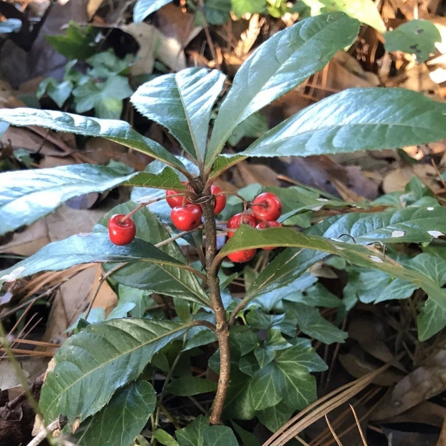 10 Organic Coral Berry Plants - 10” Tall Ardisia crenata - Decorative Houseplants for Gardens and Indoor Spaces
