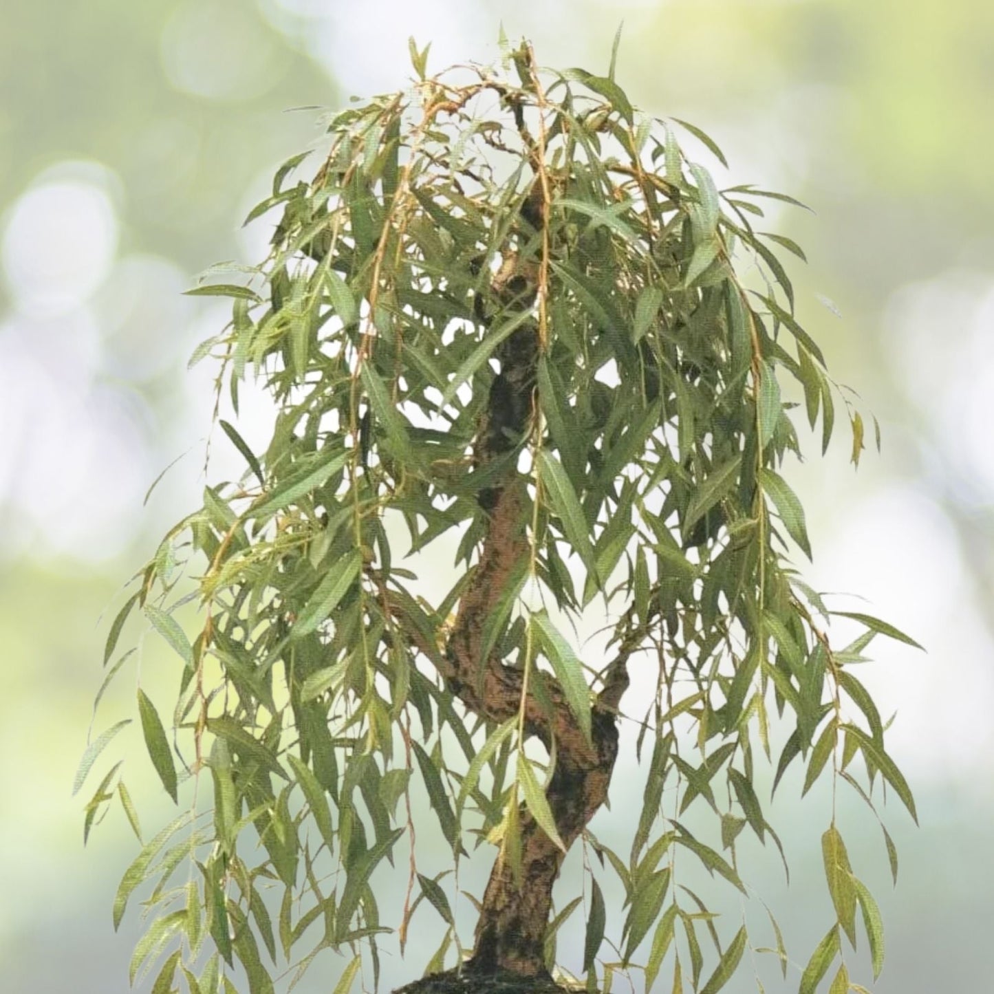 Fast Growing Willow Tree Bundle - 1 Aussie Willow + 1 Weeping Willow - Salix spp.