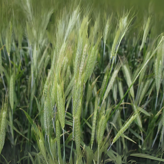 No-Till Winter Rye Cover Crop Seeds - 1,000 Non-GMO Seeds for Soil Health - Secale cereale