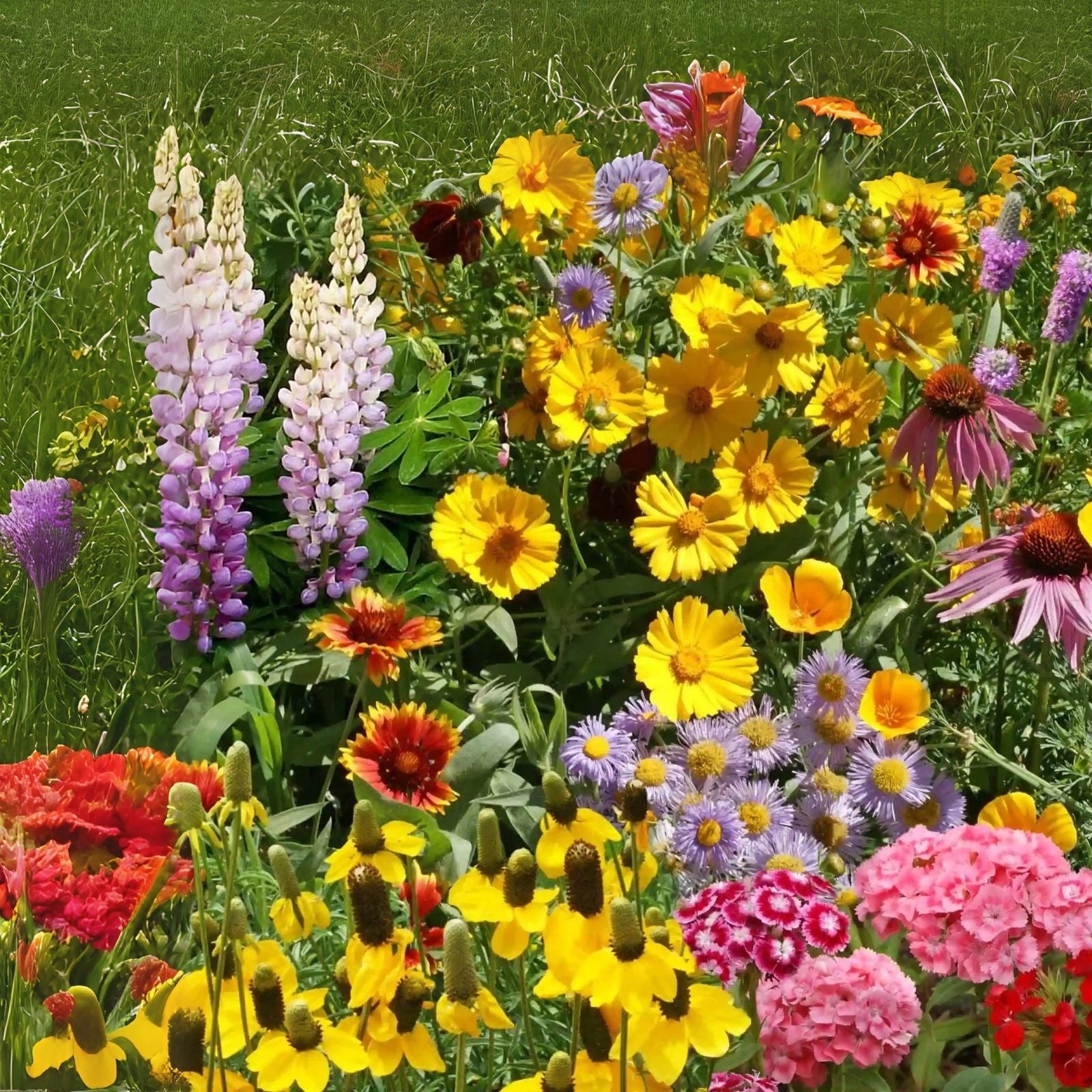 Perennial Wildflower Seeds Mix - Easy to Grow Varieties for Garden - N