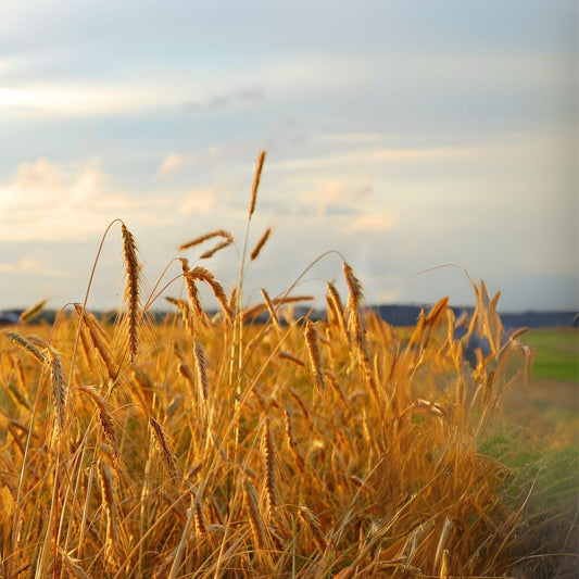 Winter Rye Seeds - 500 Pack - High Germination Rate - Secale cereale