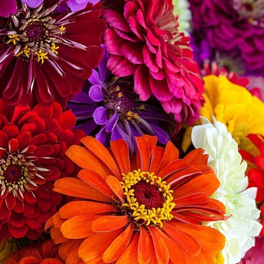 Giant California Zinnia Seeds - 100 Pack - Colorful Garden Flowers - Zinnia elegans