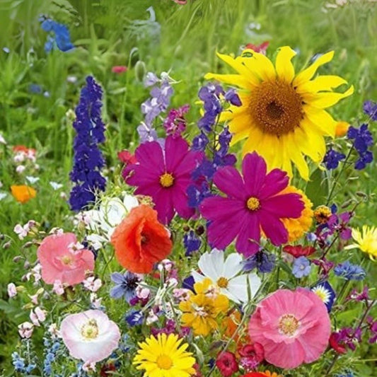 Fairytale Wildflower Mix Seeds - 200 Seeds - Colorful Blend for Pollinators - Non-GMO, Eco-Friendly