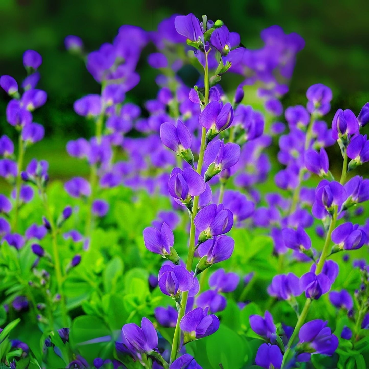 Wild Blue Indigo Bush Seeds - 100 Pack - Baptisia Australis - Native Perennial Plant for Garden or Landscape