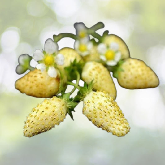 50 Non-GMO Yellow Alpine Strawberry Seeds for Planting - Fragaria vesca