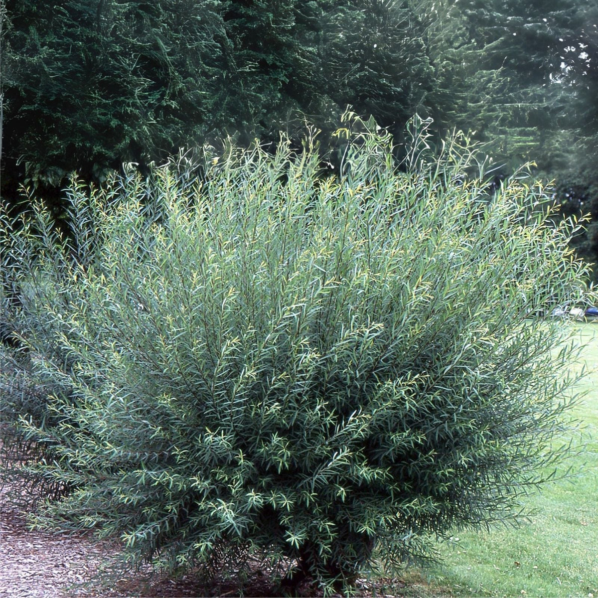 Esquejes de sauce - Paquete de 2 Salix Purpurea - Ideal para cestería - Ramas de calidad para manualidades