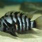 Convict cichlids