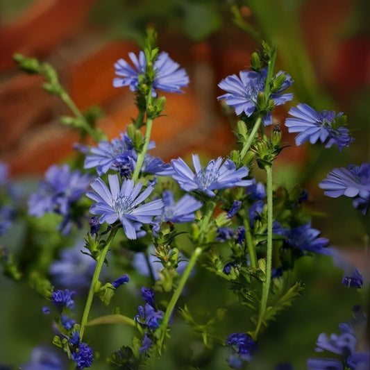 Chickroy Wildflower Seeds - 1,000 Count for Planting - Native Wildflower Seeds (Chickory)