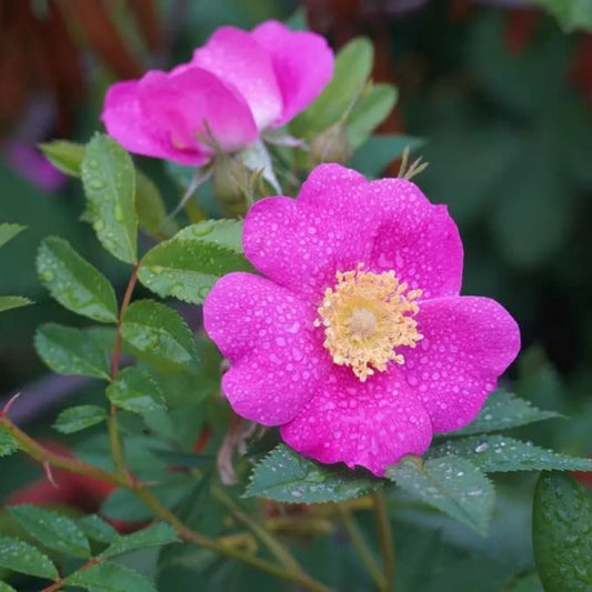 Woods Rose Seeds for Planting (30 Seeds) - Rosa woodsii - Grow Wild Rose Bushes