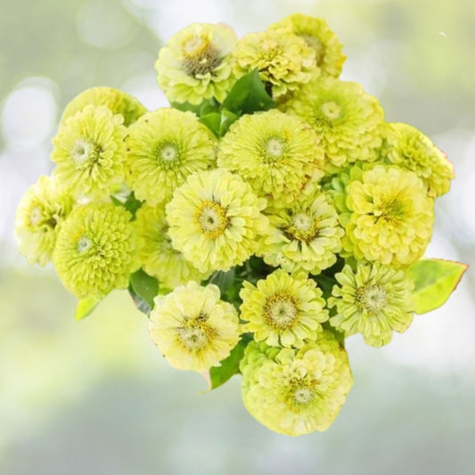 Zinnia Seeds for Planting - Green Envy - 100 Seeds - Zinnia elegans