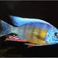 Taiwan Reef Cichlid (Protomelas sp. "Steveni Taiwan")