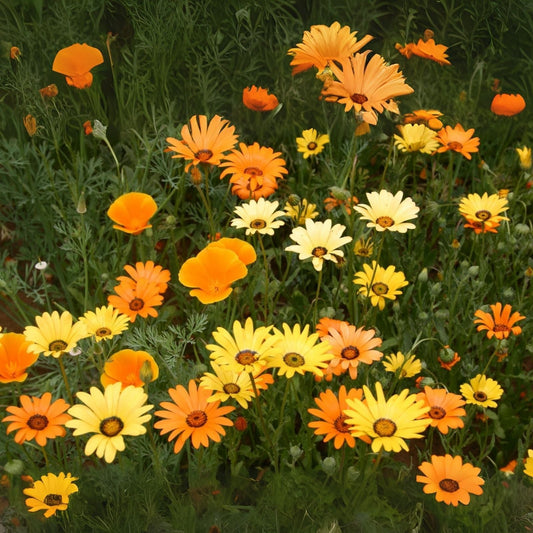 All Orange Wildflower Mix - 200+ Seeds - Stunning Orange Blend - Diverse Pollinator-Friendly Flowers