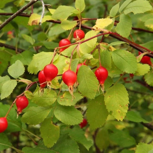 50 Woods Rose Seeds for Planting - Rosa woodsii - Grow Wild Rose Bushes for Gardens and Landscaping