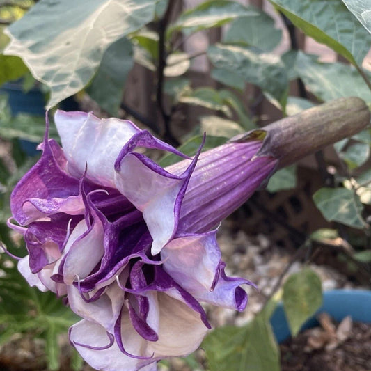 Mixed Angel Trumpet Seeds (50+) - White and Purple Varieties - Brugmansia spp. Outdoor/Indoor Plant