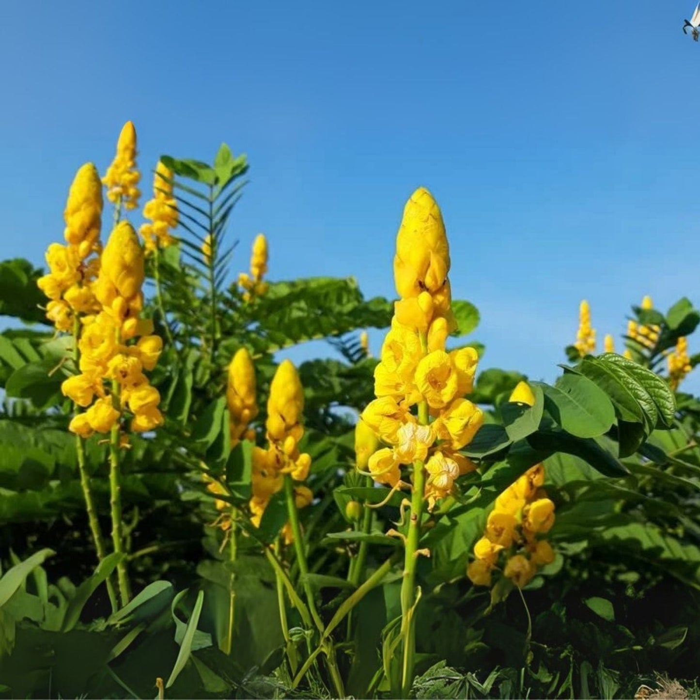Wildflower Seeds - 30 Count - Emperors Candlesticks (Senna alata) - Ships from Io