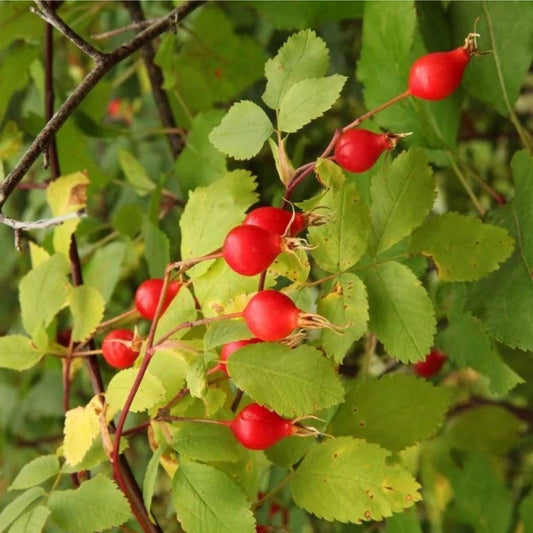 30 Woods Rose Seeds for Planting - Rosa woodsii - Grow Wild Rose Bushes - Native Perennial Seeds for Garden