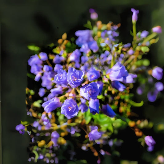 Jacob's Ladder Wildflower Seeds (50 Seeds) - Polemonium reptans - Native Perennial Wildflower for Garden Planting
