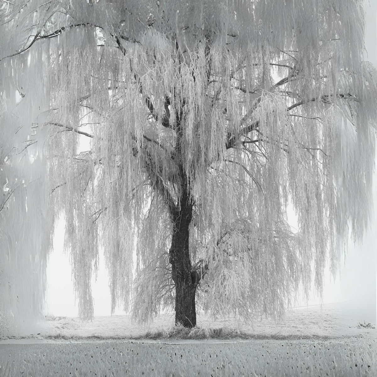 White Willow Tree - One Plant - Silver Leaf Variety - Salix alba