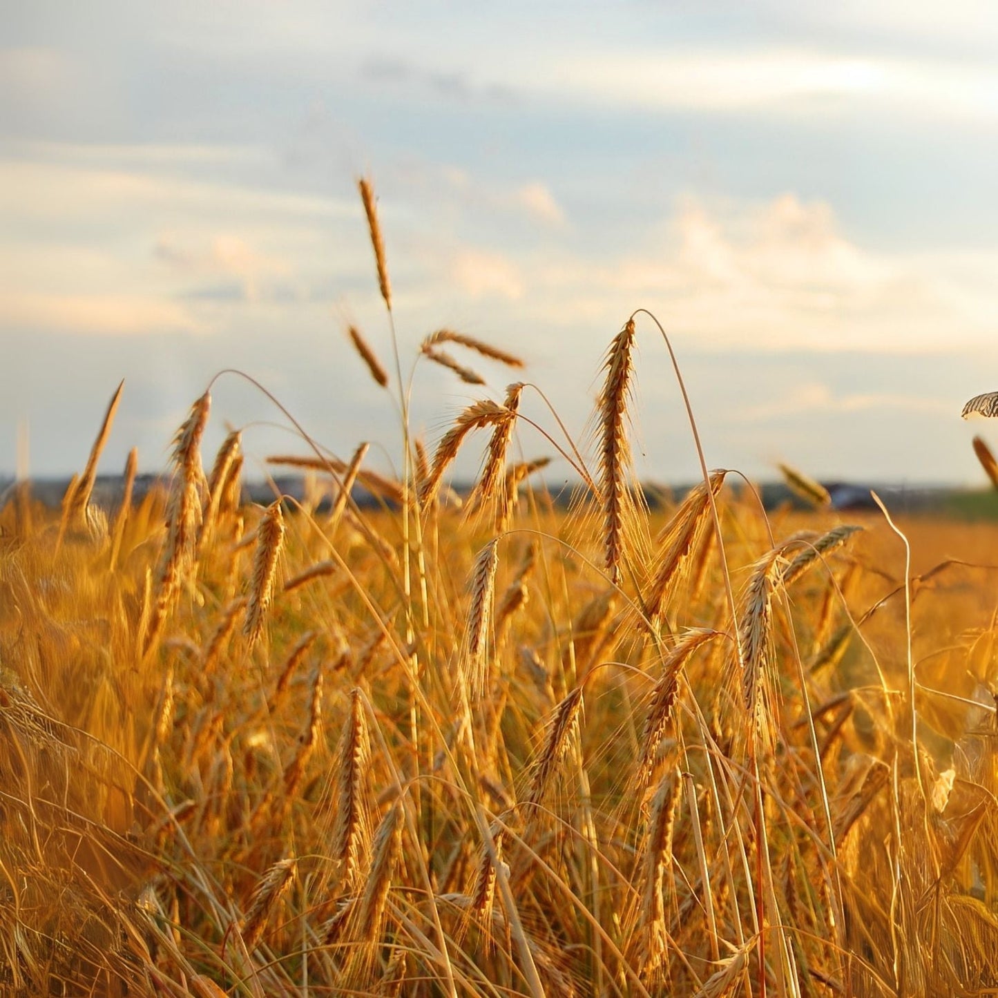 No-Till Winter Rye Cover Crop Seeds - 1,000 Non-GMO Seeds for Deer & Turkey - Secale cereale