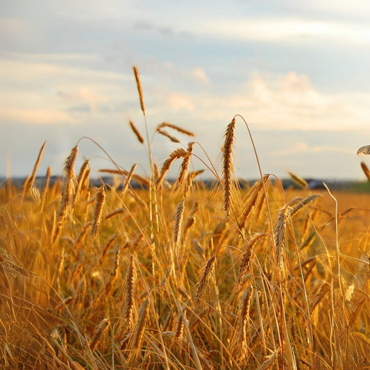 No-Till Winter Rye Cover Crop Seeds - 1,000 Non-GMO Seeds for Deer & Turkey - Secale cereale