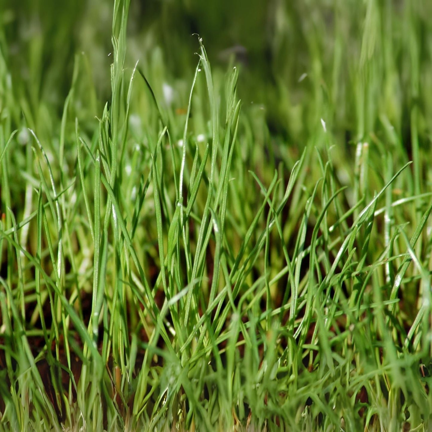 Winter Rye Seed 10 LBS - Cover Crop for Food Plot, Deer, Wildlife, Garden - Secale cereale