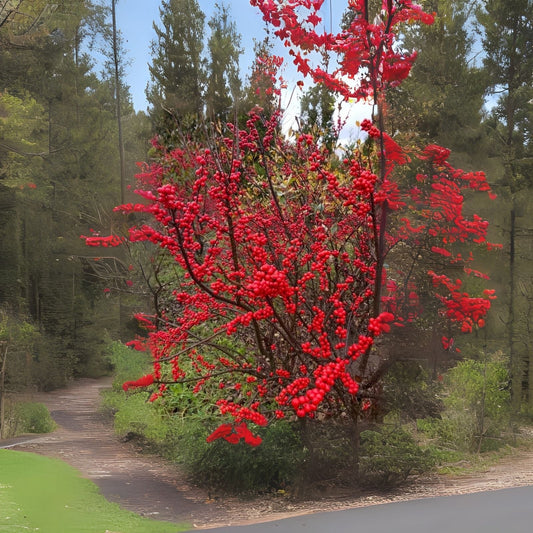 Winterberry Bush Seeds - 30 Pack - Ilex verticillata - Essential Winter Food Planting Seeds