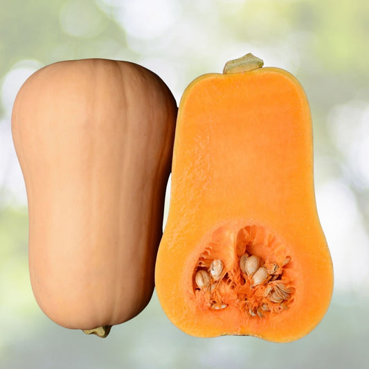 Butternut Squash Seeds - 10 Seeds - Tasty Winter Squash - Cucurbita moschata