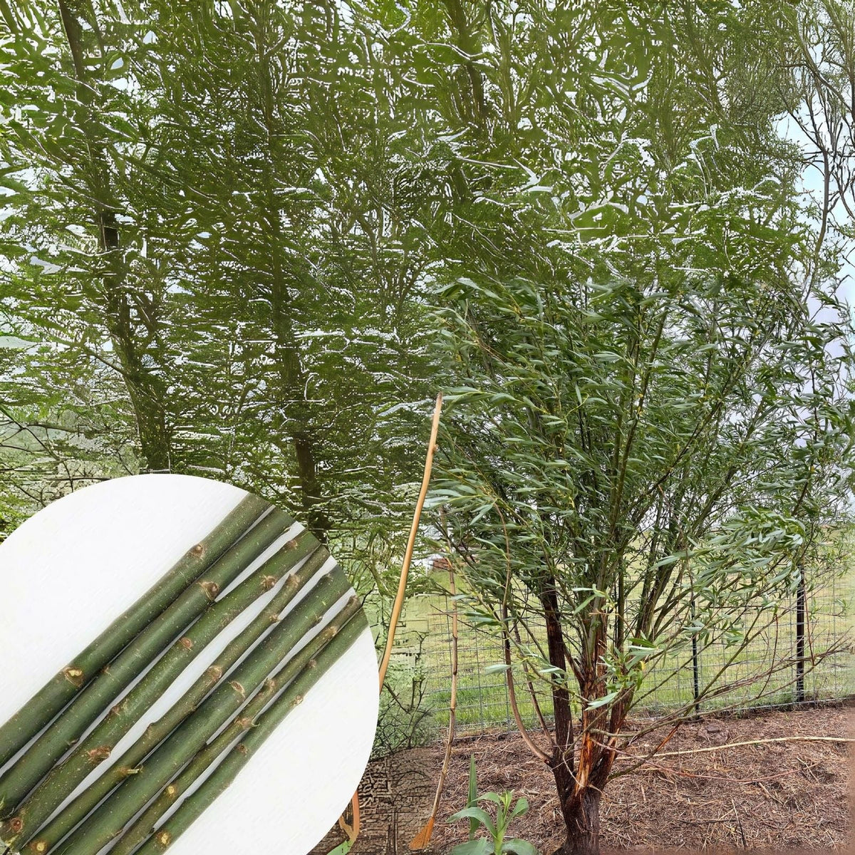 Corte de sauce híbrido - Variedad Austree - Salix - Crecimiento rápido con instrucciones