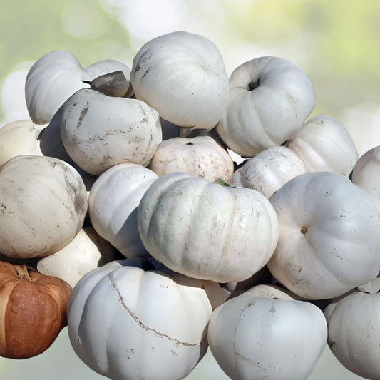 Buffy Winter Squash Seeds - Mini Winter Squash (10 Seeds) - Cucurbita maxima - Heirloom Vegetable Garden Seeds