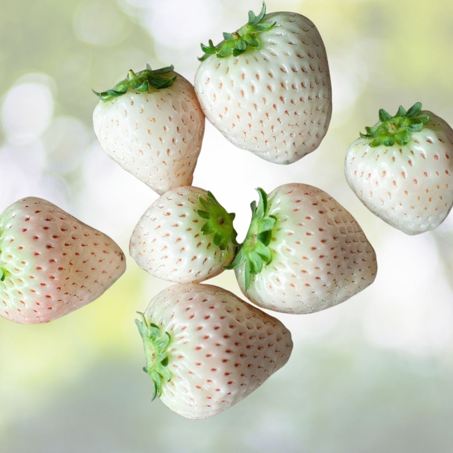 White Strawberry Seeds - 500 Pack - Pineberry Variety - Fragaria x ananassa - Made in USA, Ships from Iowa