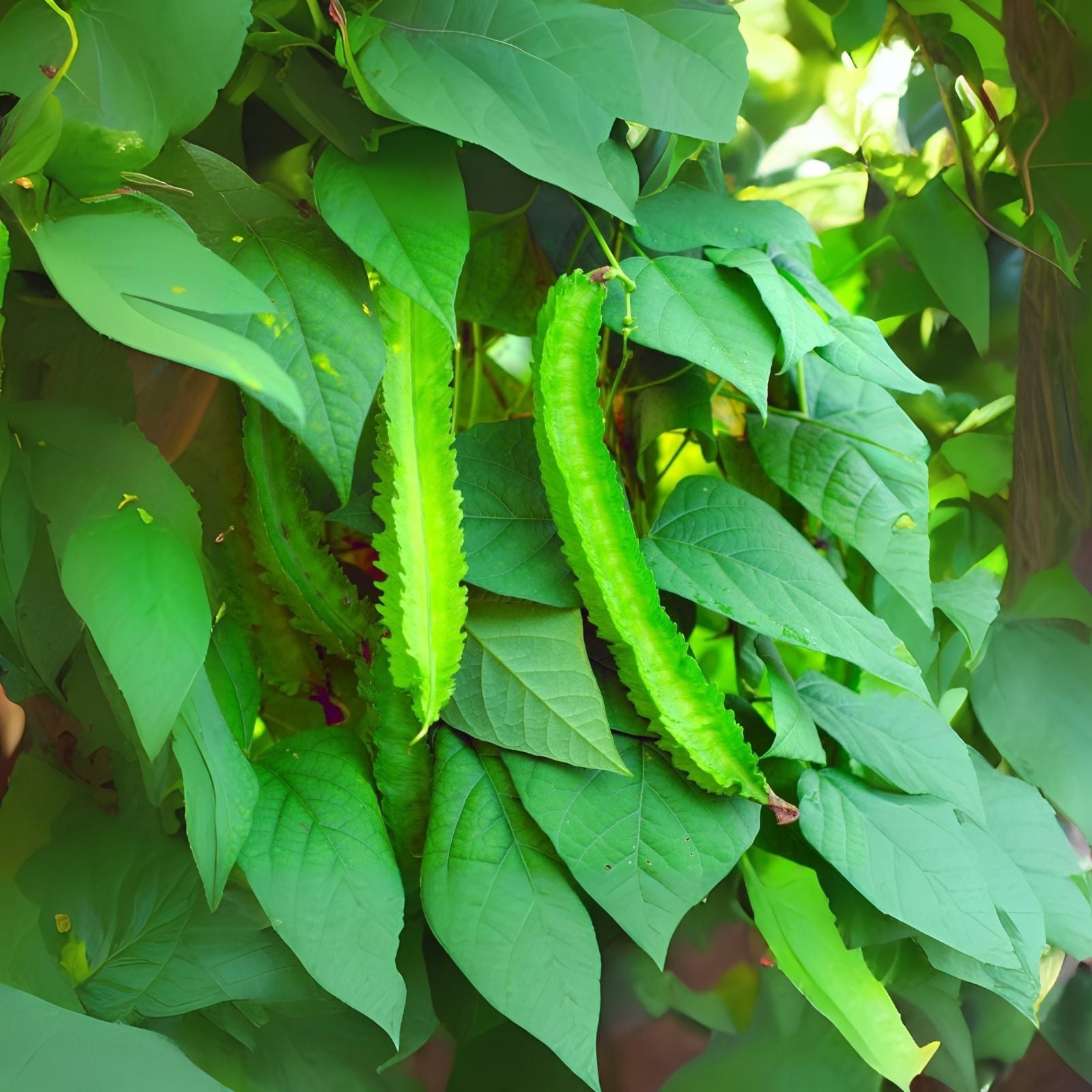 Wing Bean Seeds - 20 Pack - Easy to Grow Exotic Asian Winged Bean - Ps ...