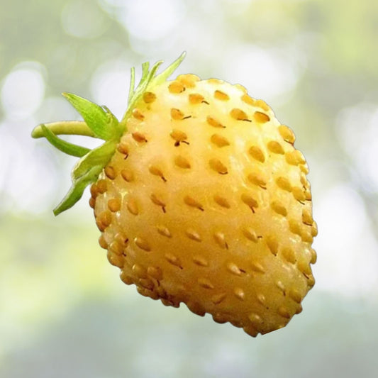 Yellow Wonder Strawberry Seeds (50 Seeds) - Non-GMO Fruit Seeds - Fragaria × ananassa