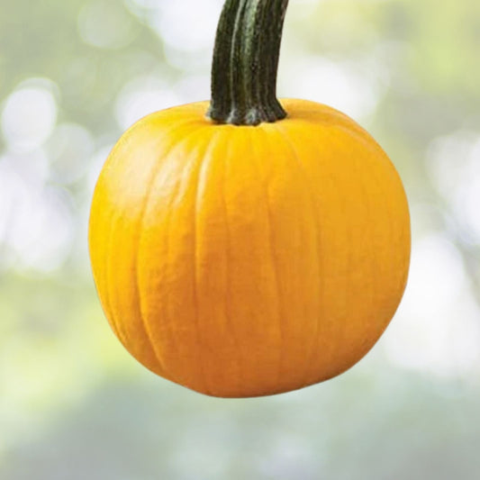 Yellow Pumpkin Seeds - 20 Count "Sunshine" Rare Variety for Planting - Cucurbita pepo