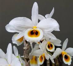 Discover the beauty of the Dendrobium Bensoniae Orchid mounted on a cedar shingle, an exquisite and fragrant blooming orchid perfect for hanging or mounted display. 