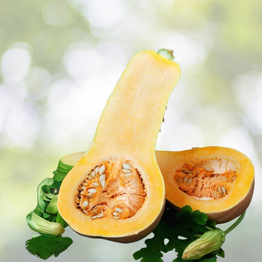 Butternut Squash Seeds - 25 Pack - Winter Squash - Cucurbita moschata